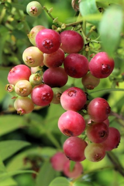 Голубіка Пінк Лимонад